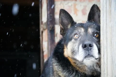 German shepherd Stock Photos