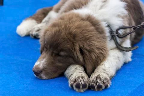 German Shepherd Foto stock