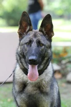 German Shepherd Stock Photos