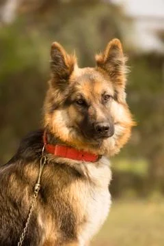 German Shepherd 写真素材