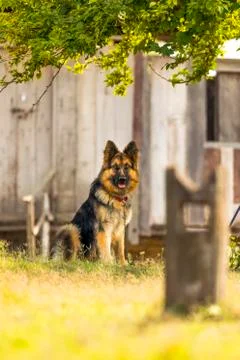 German Shepherd 스톡 사진
