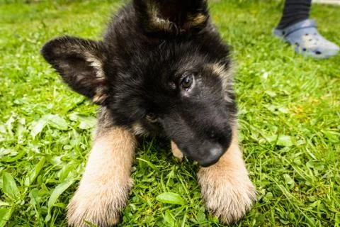 German shepherd Foto stock