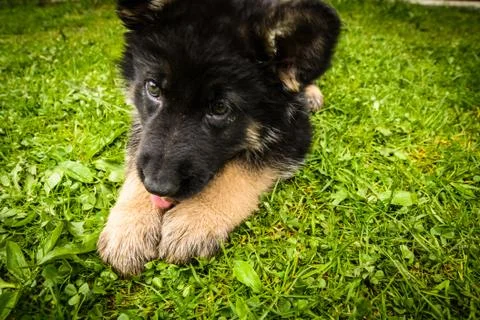German shepherd Stock Photos