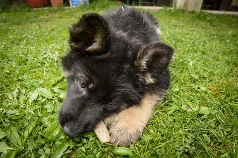 German shepherd Stock Photos