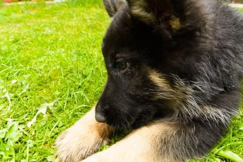 German shepherd 写真素材