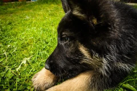 German shepherd Stock Photos