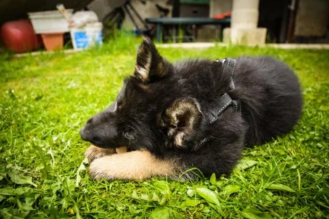 German shepherd Foto stock