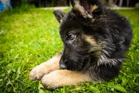 German shepherd Foto stock