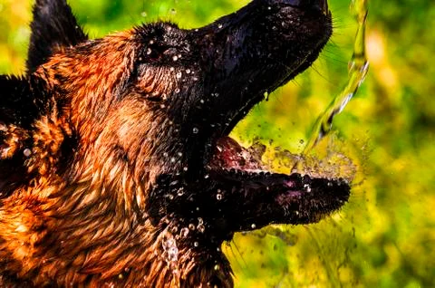 German shepherd Foto stock