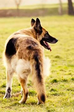 German Shepherd Stock Photos