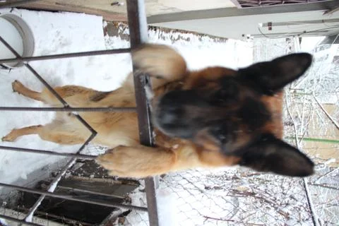 German Shepherd. Stock-Fotos