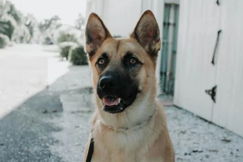 German-shepherd Stock Photos