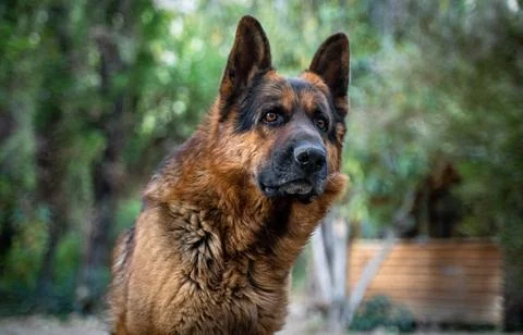 German Shepherd Stock Photos