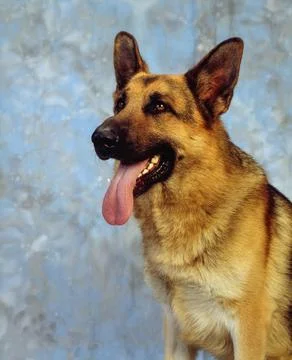 German Shepherd Foto stock