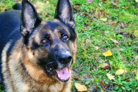 German Shepherd Stock Photos