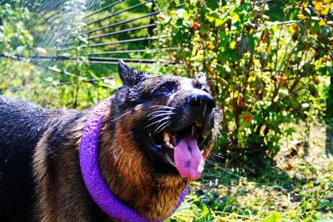 German Shepherd Stock Photos