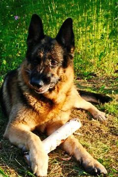 German shepherd Stock Photos