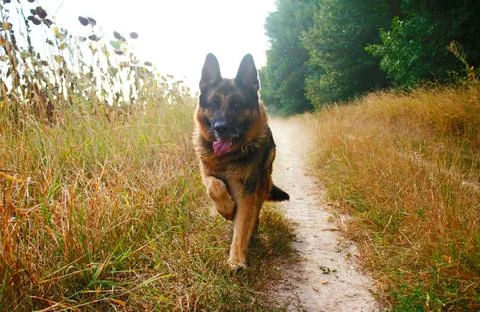German Shepherd Stock Photos