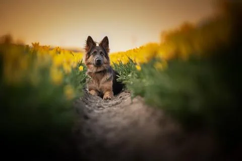 German shepherd Foto stock