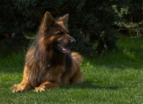 German shepherd Stock Photos