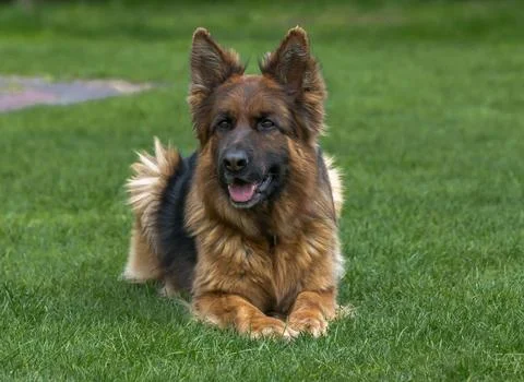 German shepherd Stock Photos