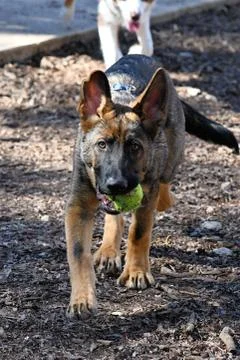 German Shepherd playing Stock Photos