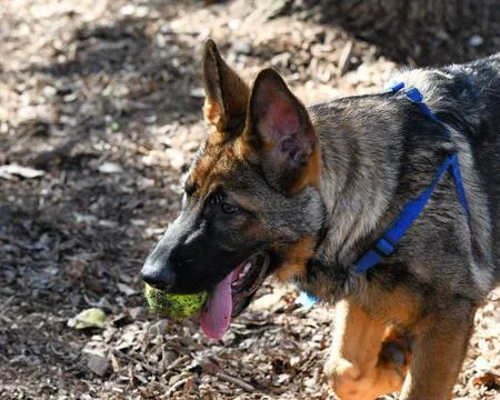 German Shepherd playing Stock Photos