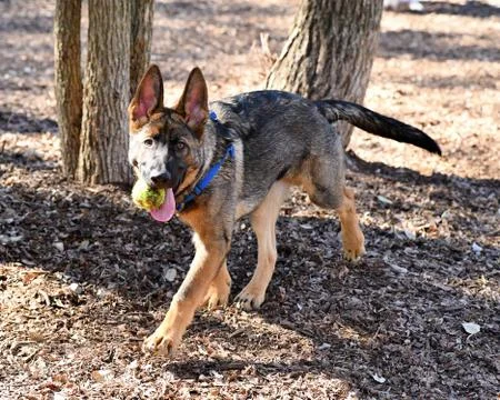 German Shepherd playing Stock Photos