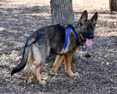 German Shepherd playing Stock Photos