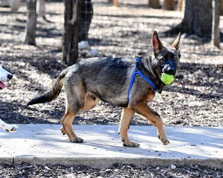 German Shepherd playing Stock Photos