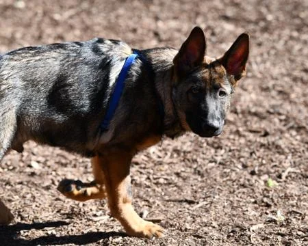 German Shepherd playing Stock Photos