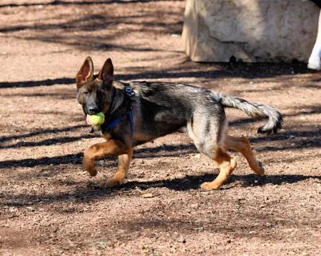 German Shepherd playing Stock Photos