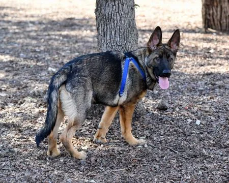 German Shepherd playing Stock Photos