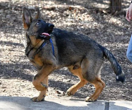 German Shepherd playing Stock Photos