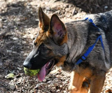 German Shepherd playing Stock Photos