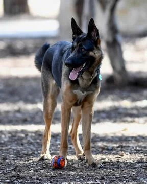 German Shepherd playing Stock Photos