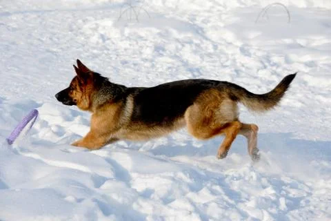 German shepherd playing in the snow Stock Photos