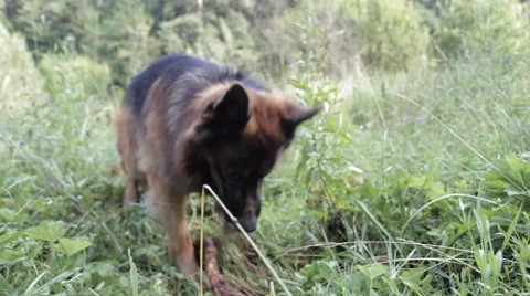 German Shepherd Playing With a Stick in The Grass Stock Footage 67301167