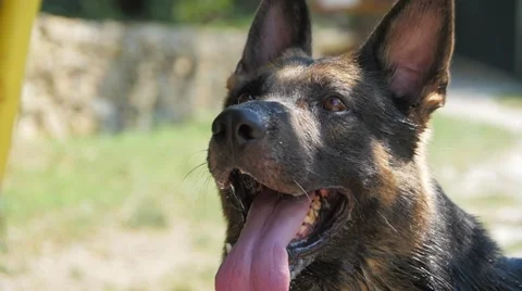 German shepherd playing with water Stockbeeldmateriaal 59966042