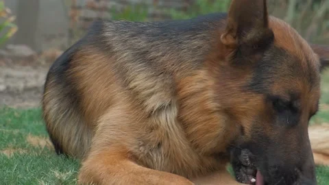 German Shepherd plays with rock. german shepherd dog. Video stock 204147883