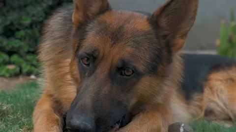 German Shepherd plays with rock. german shepherd dog. Stock Footage 204148095