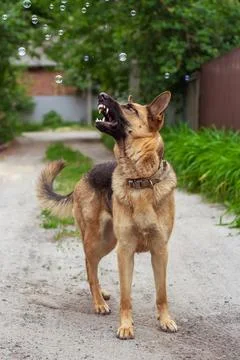 German Shepherd plays with soap bubbles outdoors in summer. Beautiful shepher Stock Photos