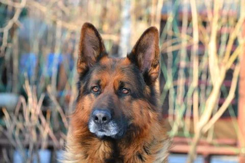 German Shepherd portrait Foto stock