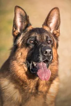 German shepherd portrait Stock Photos