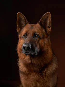 German Shepherd portrait in studio Stock Photos