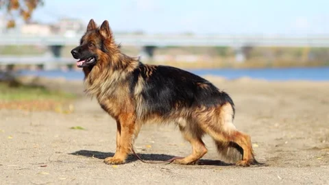 German Shepherd poses standing. The dog breathes with its tongue hanging out Stock Footage 252682992