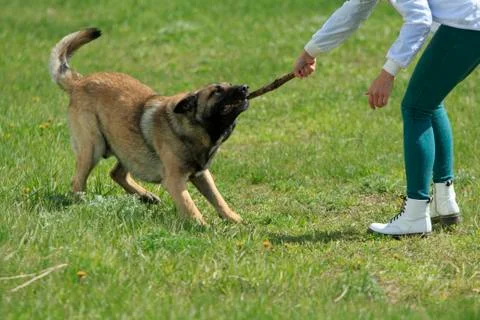German Shepherd Pulls the Stick by Teeth Stockfoto's