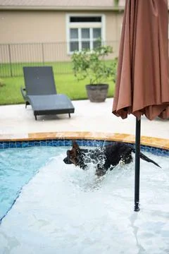 German shepherd pup jumping into pool during a hot summer day outdoors Stock Photos