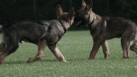 German Shepherd Puppies 2 Stock Footage 79879912