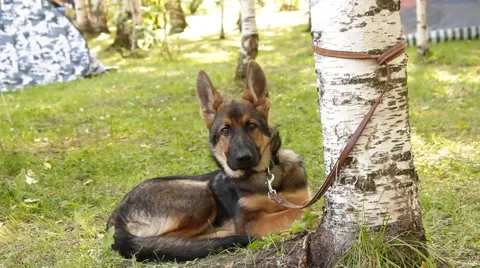 German Shepherd puppy Stock Footage 40783273